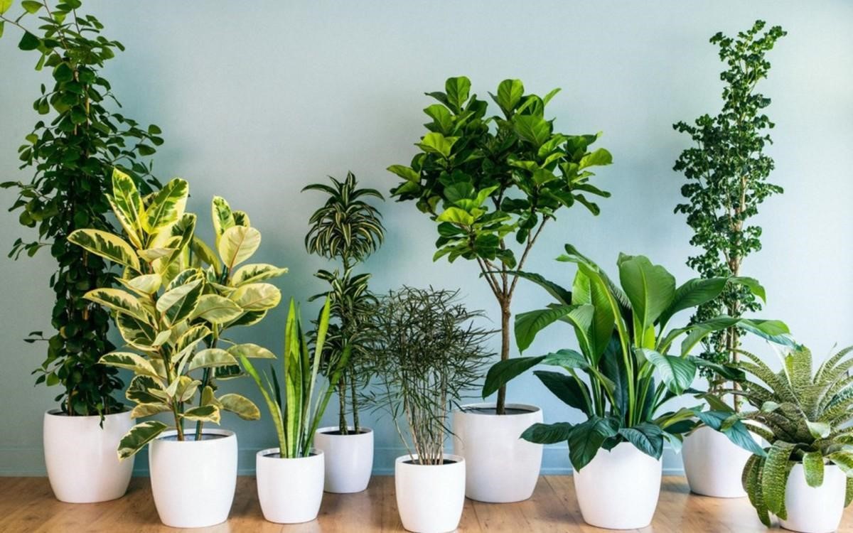 Art Decor hướng dẫn các loại cây trồng biệt thự