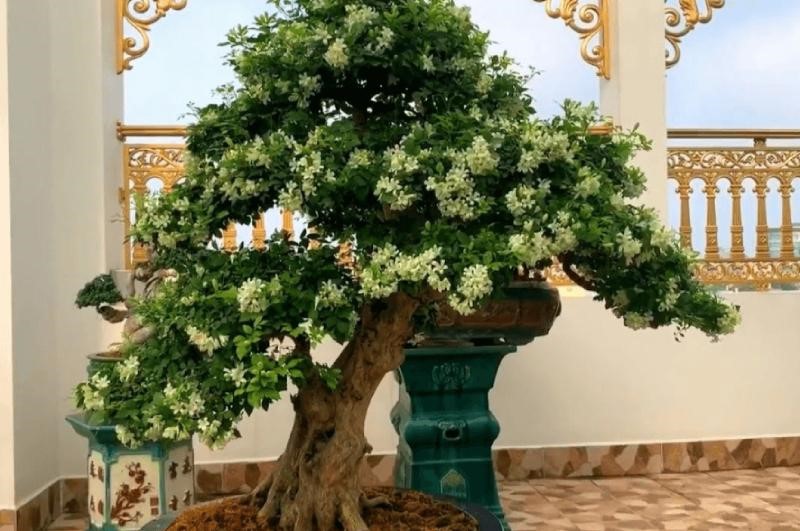 cây bonsai