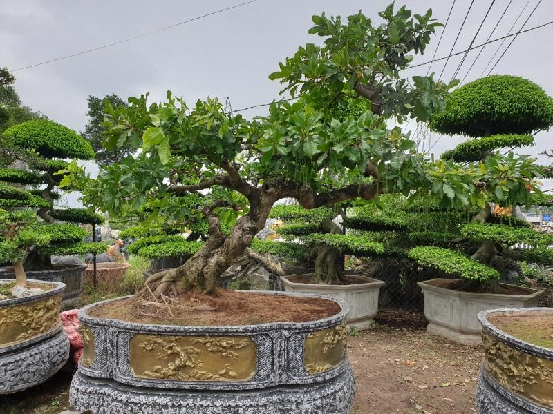 Cây lộc vừng
