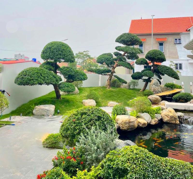cây nguyệt quê